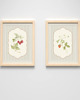 grafiki i ilustracje DWA PLAKATY galeria botaniczne owoce 3