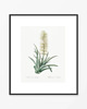 grafiki i ilustracje PLAKATY botaniczne ilustracje vintage 4