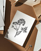grafiki i ilustracje PLAKAT szkic botaniczny, polne kwiaty grafika, rycina zioła 1