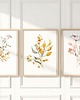 grafiki i ilustracje ZESTAW PLAKATÓW botanicznych, grafiki polne kwiaty roślinne 5