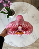 poduszki z grafiką Poduszka Mały Storczyk Orchidea Phalaenopsis 1