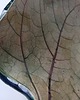 miski i misy Ceramiczna misa liść 5