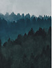 fotografia Forest, plakat, grafika, fotografia 1