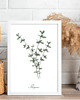 grafiki i ilustracje PLAKATY DO KUCHNI zioła botaniczne 4
