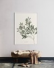 grafiki i ilustracje Olea Europea 1