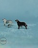 kolczyki ceramiczne Labrador mini pieski- ceramiczne kolczyki 1
