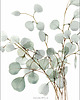 grafiki i ilustracje Eucalyptus & Wind 1