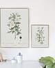 plakaty Rosa pimpinellifoli - Plakat botaniczny - Retro 1