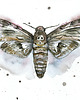 grafiki i ilustracje Zmierzchnica 21x30 cm, A4 1