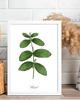 grafiki i ilustracje PLAKATY DO KUCHNI zioła botaniczne 2