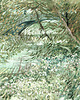 obrazy Vincent van Gogh - Pejzaż   - 100x70 cm  (1-0357) 1