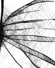grafiki i ilustracje GRAFIKA 69 - anioły - seria minimal angel 2