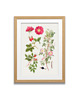grafiki i ilustracje PLAKATY  botaniczne vintage ryciny kwiaty 3