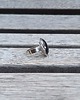 pierścionki - różne Onyks - pierścionek regulowany 1