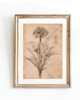 grafiki i ilustracje ZESTAW 8 PLAKATÓW beżowe botaniczne vintage 8