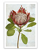 plakaty PLAKAT (poster) KWIAT PROTEA 1
