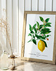 plakaty Plakat Cytryna vintage 4