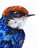 obrazy "Wire-tailed swallow" Oryginalna akwarela ptaka 30*40cm/ akwarela 4