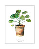 plakaty Plakat Pilea 1