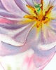 obrazy "Delikatne płatki tulipanów #2" 15*20 cm/ akwarela 5