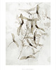 plakaty Plakat Klon Acer planetoids L. 2 prints 30x40 cm 3