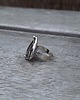 pierścionki - różne Wężykiem - pierścionek regulowany 1