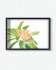 plakaty Plakat  Plumeria 1