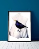 grafiki i ilustracje Plakat Kos 3