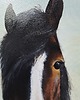 obrazy "Białonosy" - Obraz olejny na płótnie, 40x50 cm 5