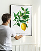 plakaty Plakat Cytryna vintage 2