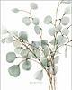 grafiki i ilustracje Eucalyptus 100x70 cm 1