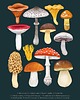 plakaty Plakat "Grzyby" 30x40 cm na granatowym tle 2