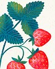 plakaty Plakat botaniczny "Anatomia truskawki" 40x50cm 3