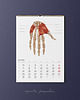 kalendarze i plannery Kalendarz Anatomiczny 2022 3