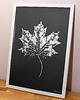 obrazy Autorska Grafika Botaniczna. Srebrny Liść Klonu 20x30cm. Maple Leaf 1