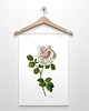 plakaty RÓŻA RÓŻOWA  plakat  A4, A3 (lub 30x40cm) 5