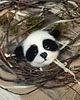 broszki Panda- broszka 1