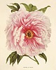 grafiki i ilustracje Rysunek kwiaty grafika kwiaty peonia peonie 2