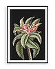 plakaty Plakat vintage - botaniczna ilustracja no.2 3