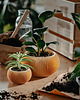doniczki Średnia doniczka 71P01.500.OAK / eko / zero waste / minimalizm 1