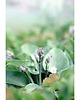 fotografia Hosta 1