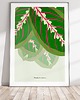 plakaty Plakat Maranta 4