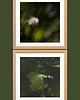 fotografia 4 fotografie natury z cyklu "Zwyczajność" 1
