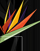 plakaty Plakat Plum! 3