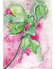 plakaty Filodendron Ilustracja 1