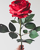 dodatki - różne Realistyczna czerwona róża z papieru - jak żywa - prezent premium 4
