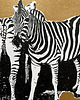 grafiki i ilustracje Linoryt "Zebry" 7