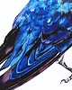 obrazy "Wire-tailed swallow" Oryginalna akwarela ptaka 30*40cm/ akwarela 5