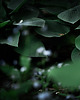 fotografia Zestaw fotografii las 1