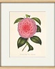 grafiki i ilustracje Zestaw Grafik Botanicznych Vintage 2